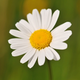 Illustration for article titled Give a daisy to a little one at CHOPs Cancer Center